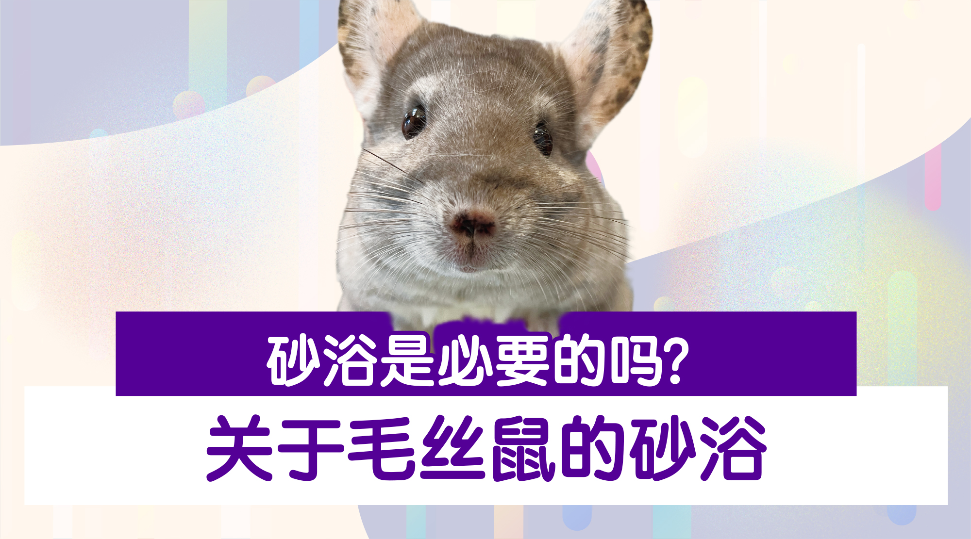 hipet_HP_bnr_2024 3