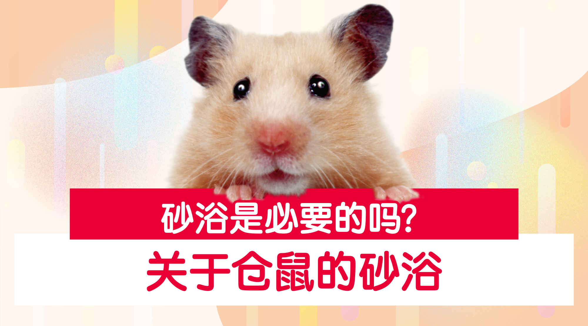 hipet_HP_bnr_2024 3